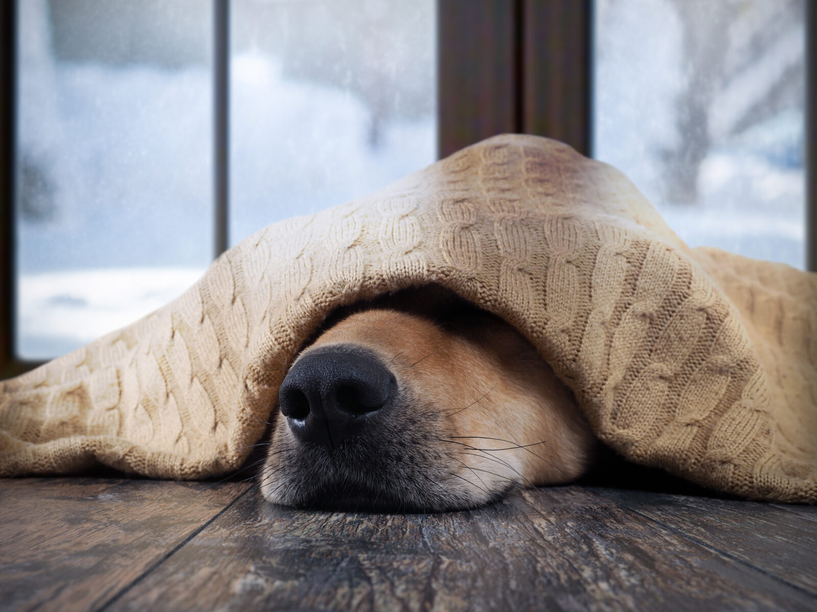 Five Easy Steps to Keep Your Pet Safe During the Fierce Winter Season