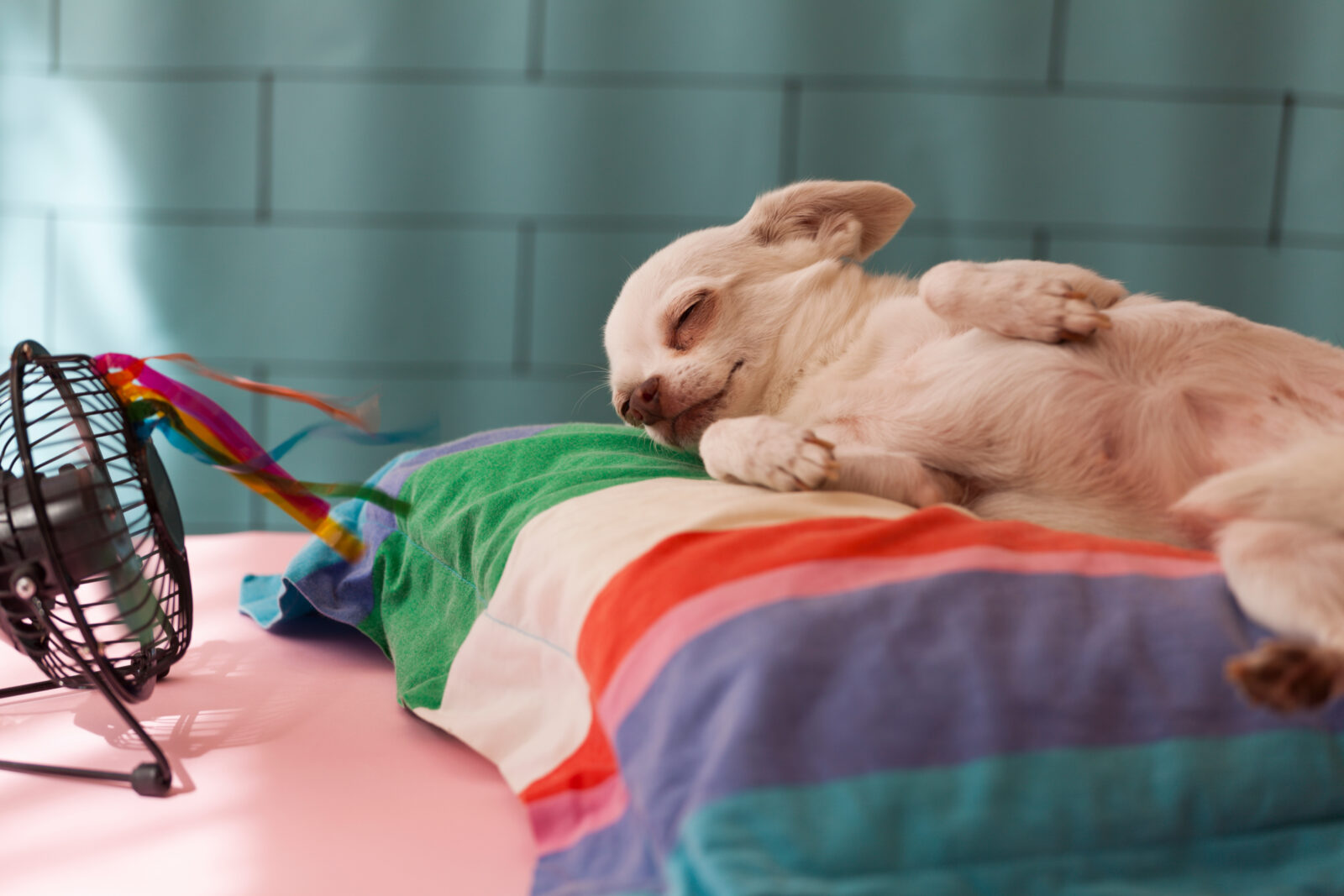 Protect Your Dog From the Summer’s Heat