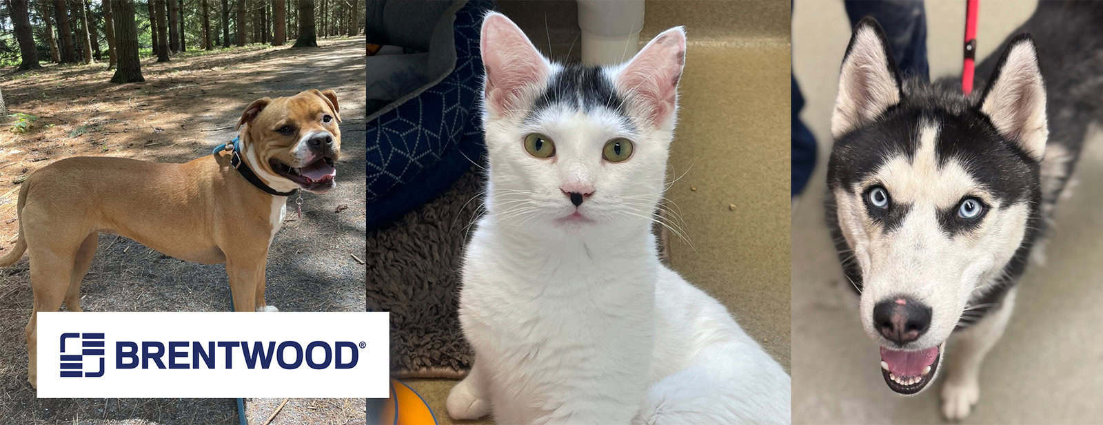 Brentwood adoption header