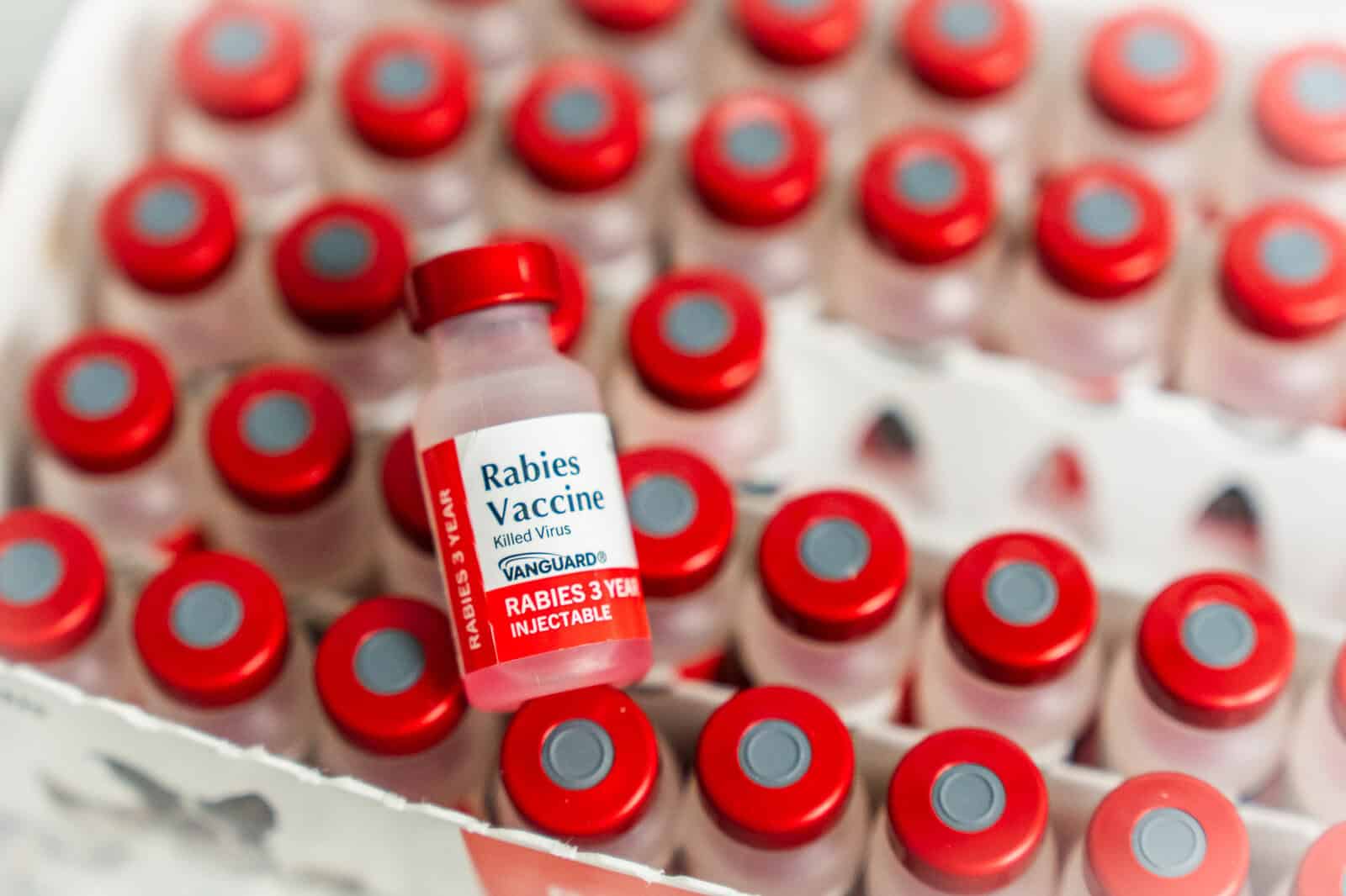Rabies Vaccine Rabies Vaccine