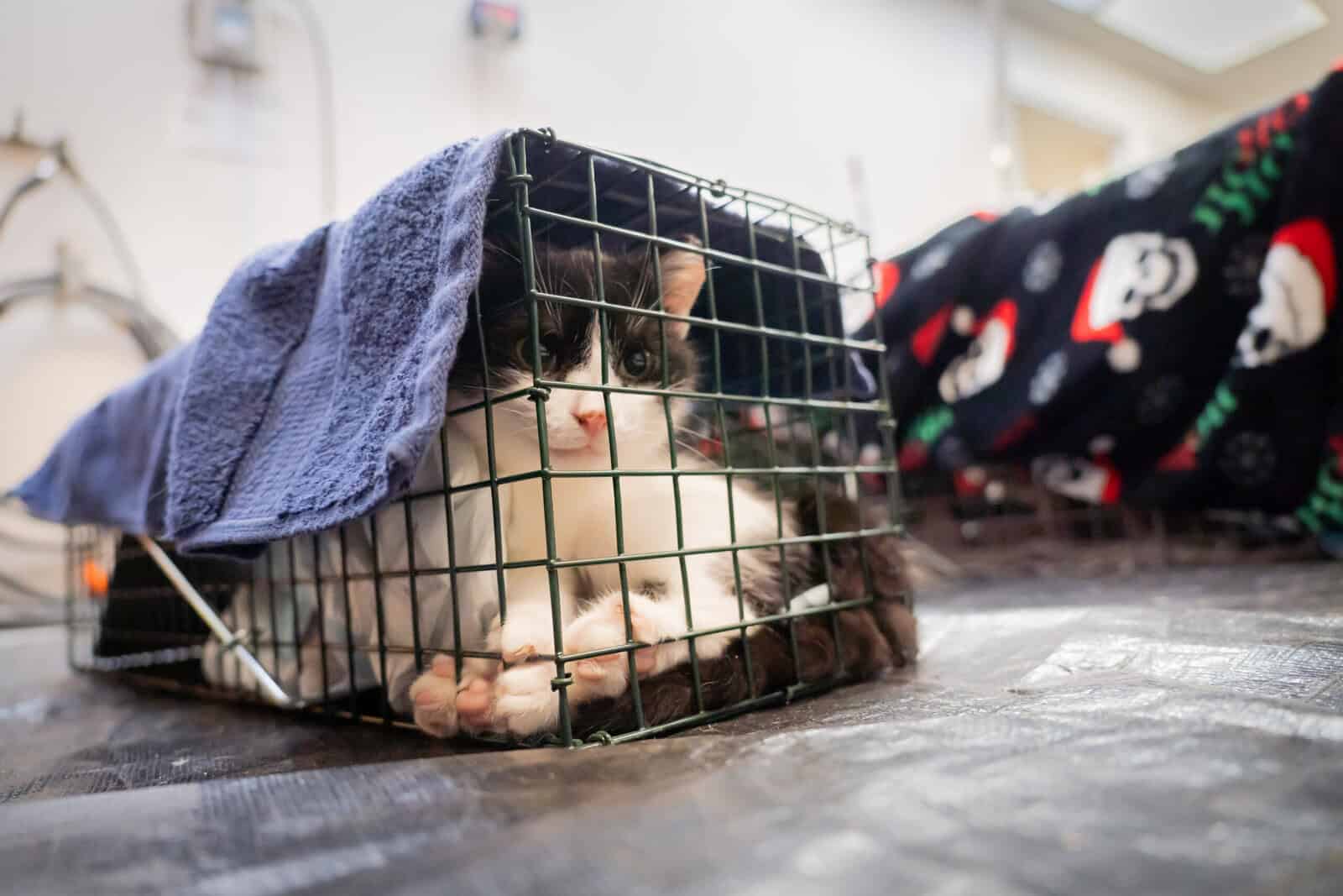 TNR-2 Trap-Neuter-Vaccinate-Return for stray cats in Reading, Berks County PA