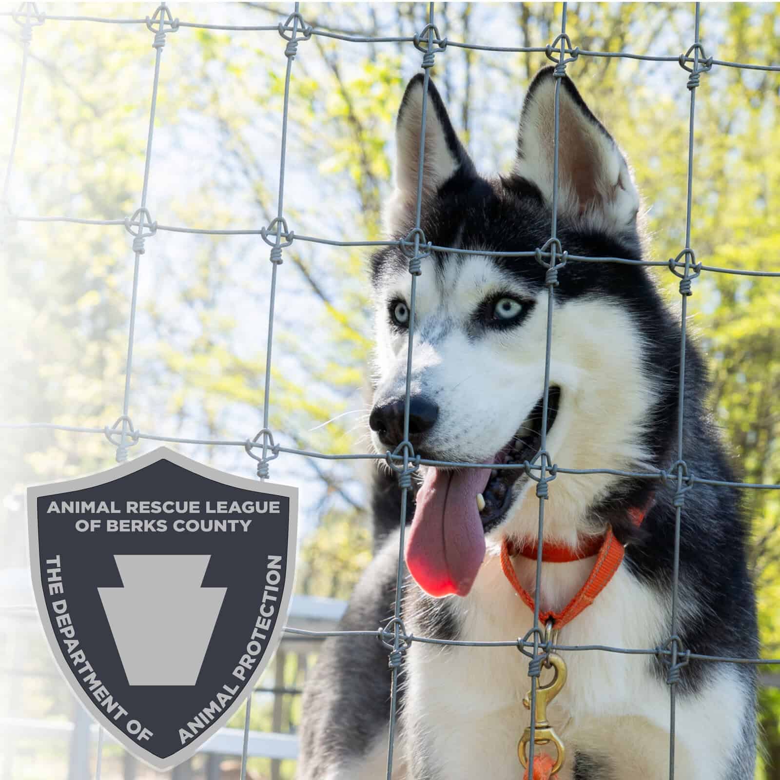 how animal control works in berks county – 2