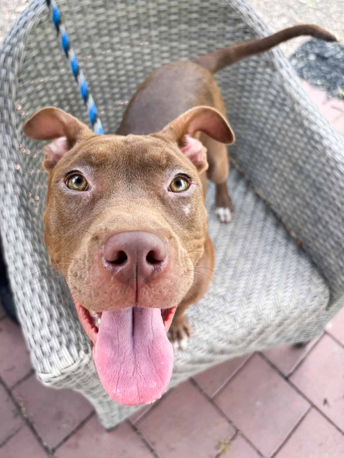 Sienna