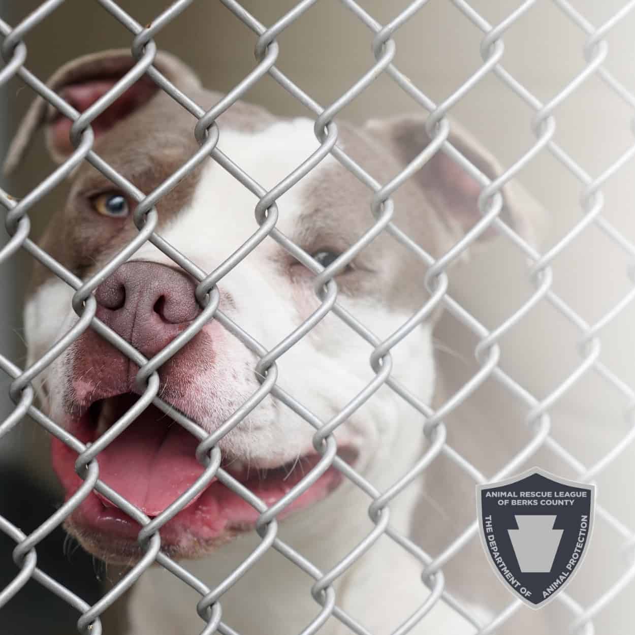 beyond the badge – animal control costs